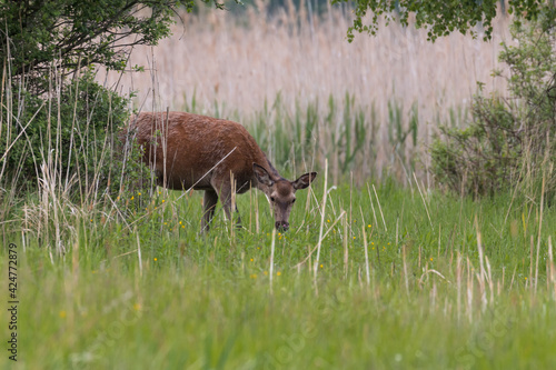 Fototapeta Naklejka Na Ścianę i Meble -  Jeleń cervus elaphus trzciny i łąka latem, rezerwat przyrody Dolina Baryczy Stawy Milickie Polska