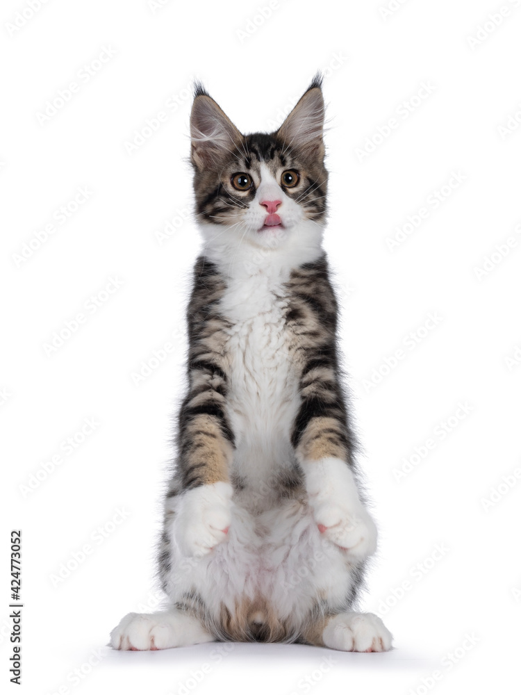 Cute black tabby with white Maine Coon cat kitten, sitting on hind paws like meerkat. Looking towards camera and sticking out tongue. Isolated on a white background.