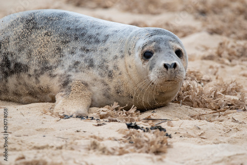 Grey seals on the beach at Horsey Gap in Norfolk © Christopher Keeley