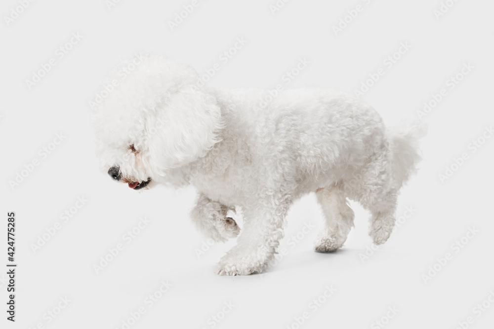 Little cute dog Bichon Frise posing isolated over white background. Little cute dog Bichon Frise posing isolated over white background.
