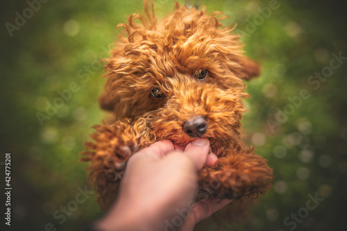 Red poodle puppy picking a treat from a human hand, close up, sharp eyes, positive reward, food reward, treats