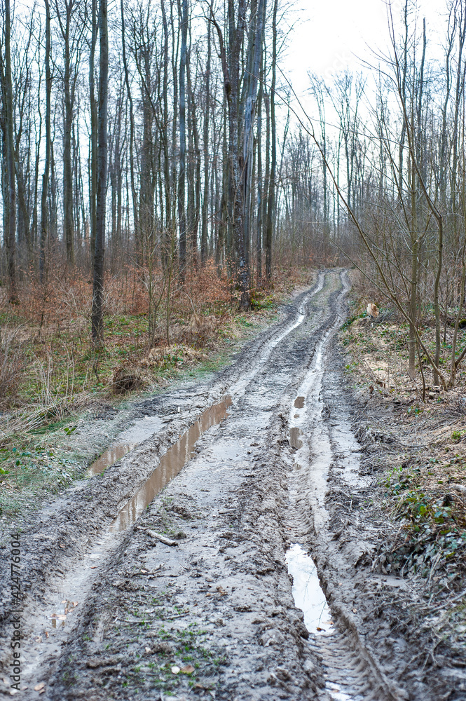 Fototapeta premium Forest road with a swamp in the spring beech forest