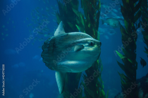 Ocean sunfish  Mola mola 