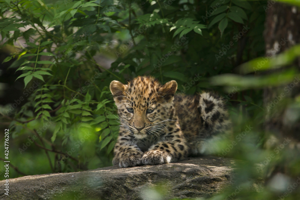 Obraz premium Amur leopard (Panthera pardus orientalis)