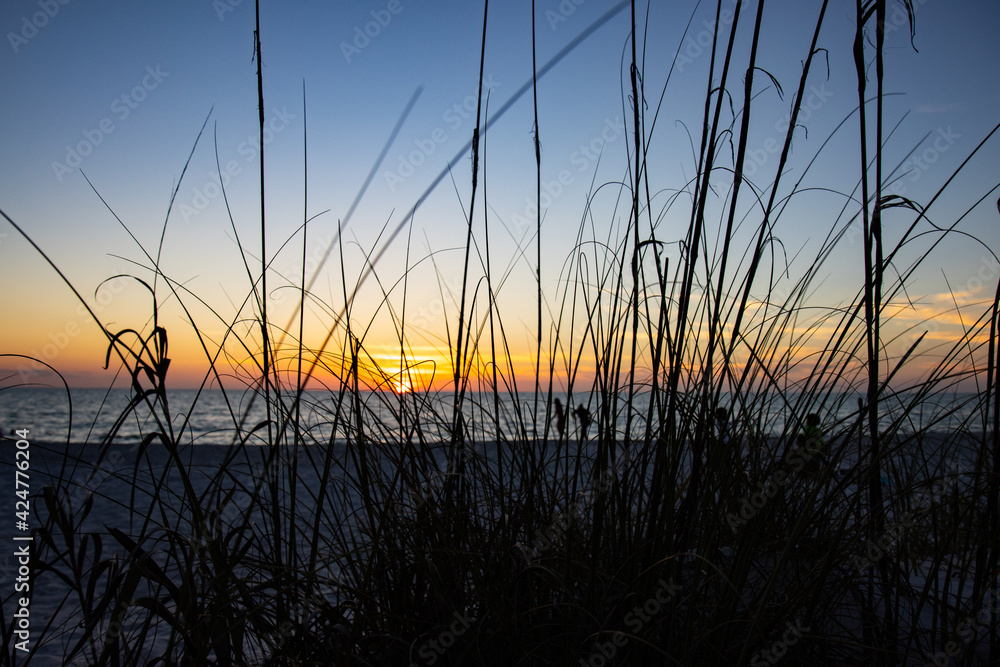 Fototapeta premium Seagrass Sunset