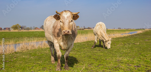Panorama of cows at the Twiske river in Zaanstreek in The Netherlands photo