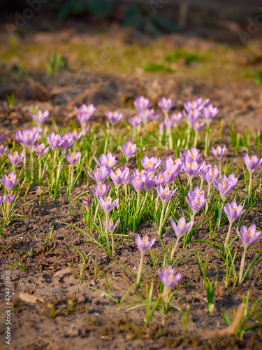 Spring purple crocuses bloom in the garden.