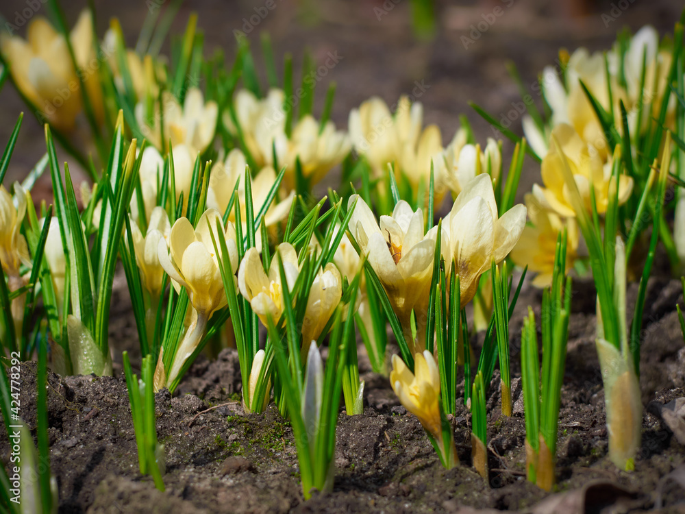 Spring yellow crocuses bloom in the garden. Spring yellow crocuses bloom in the garden.