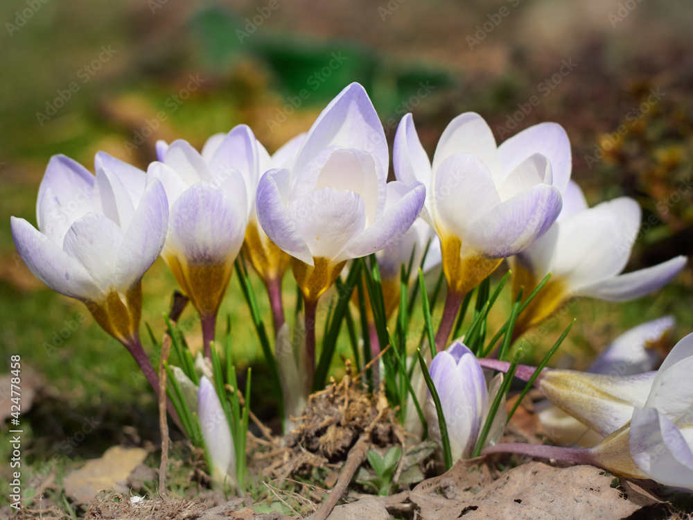 Obraz premium Spring crocuses bloom in the garden.