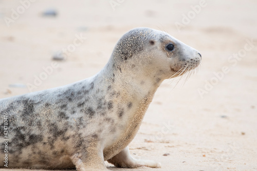 Adorable grey seal pup on the beach at Horsey Gap, Norfolk, during spring/winter 2021