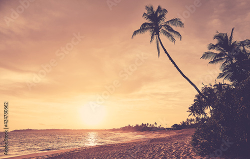 Silhouettes of coconut palm trees on a tropical beach at golden sunset  color toning applied  Sri Lanka.
