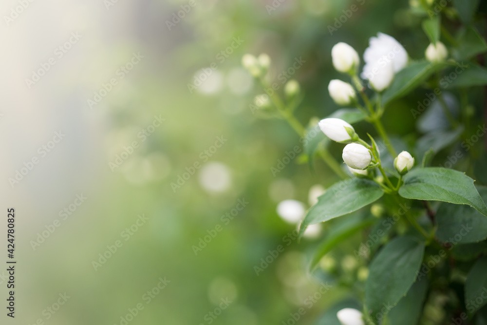 floral background with flowering jasmine shrub and copy space. flowers in garden floral background with flowering jasmine shrub and copy space. flowers in garden