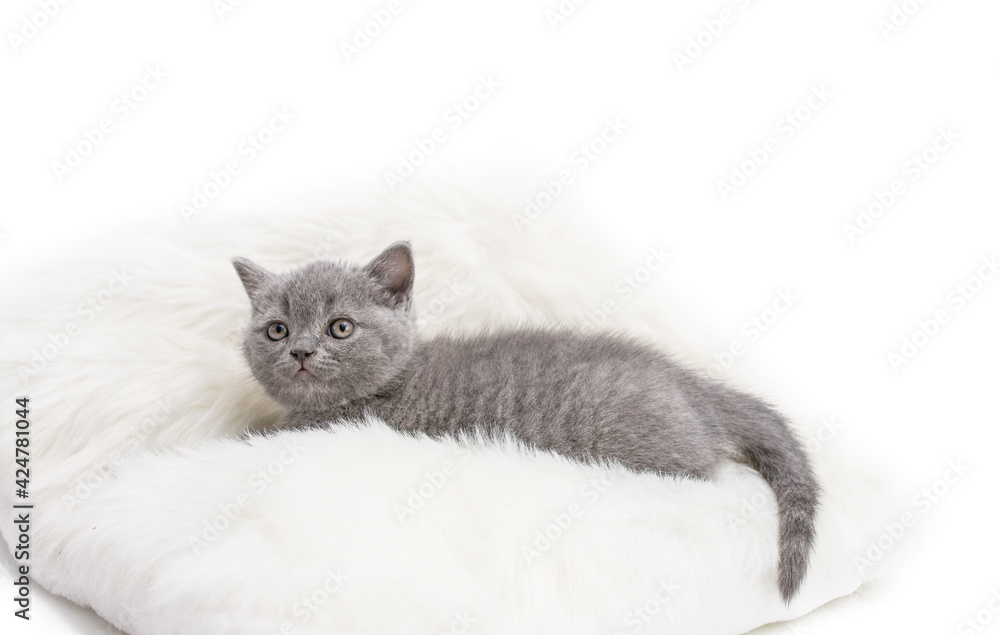 Adorable british little kitten