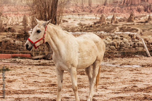 Horse in  Cappadocia Rose Valley.