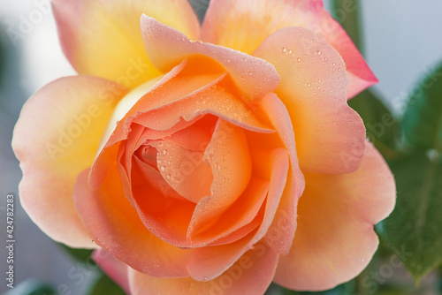 Beautiful salmon color rose flower close up