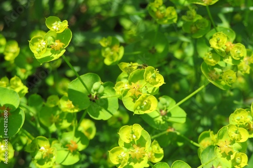Beautiful spurge flowers in the garden, natural green background photo