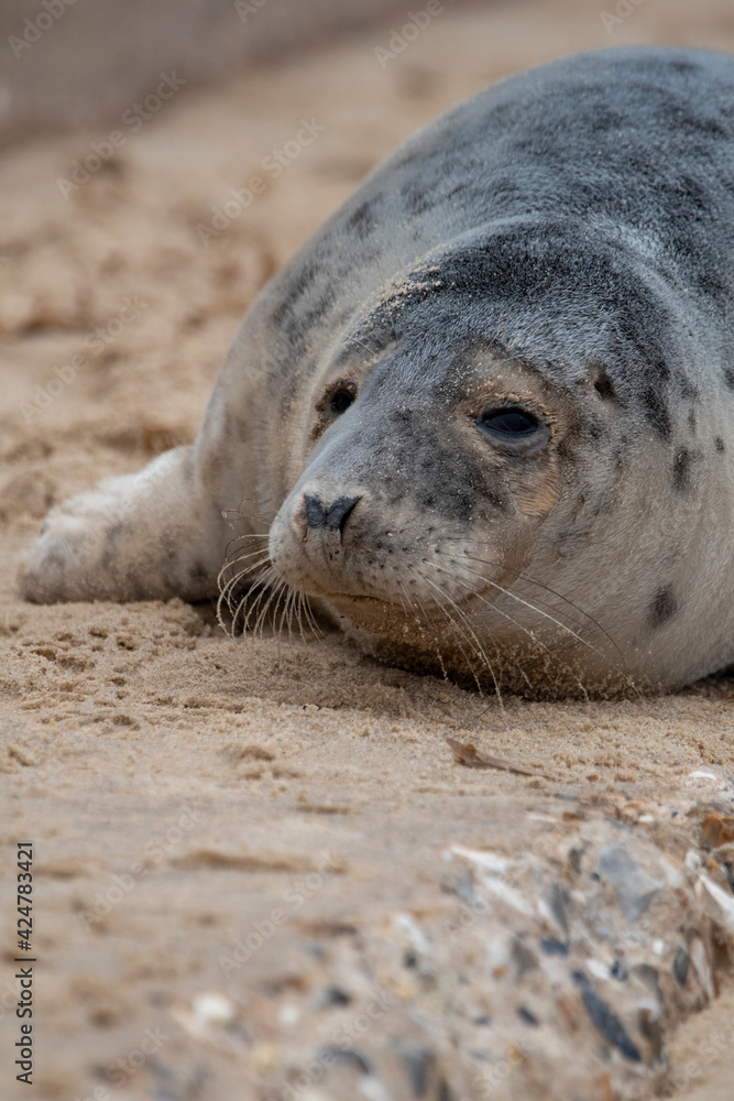 Adorable grey seal pup on the beach at Horsey Gap, Norfolk, during spring/winter 2021 Adorable grey seal pup on the beach at Horsey Gap, Norfolk, during spring/winter 2021