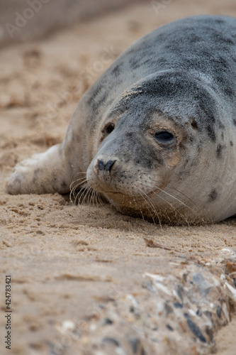 Adorable grey seal pup on the beach at Horsey Gap, Norfolk, during spring/winter 2021 © Christopher Keeley