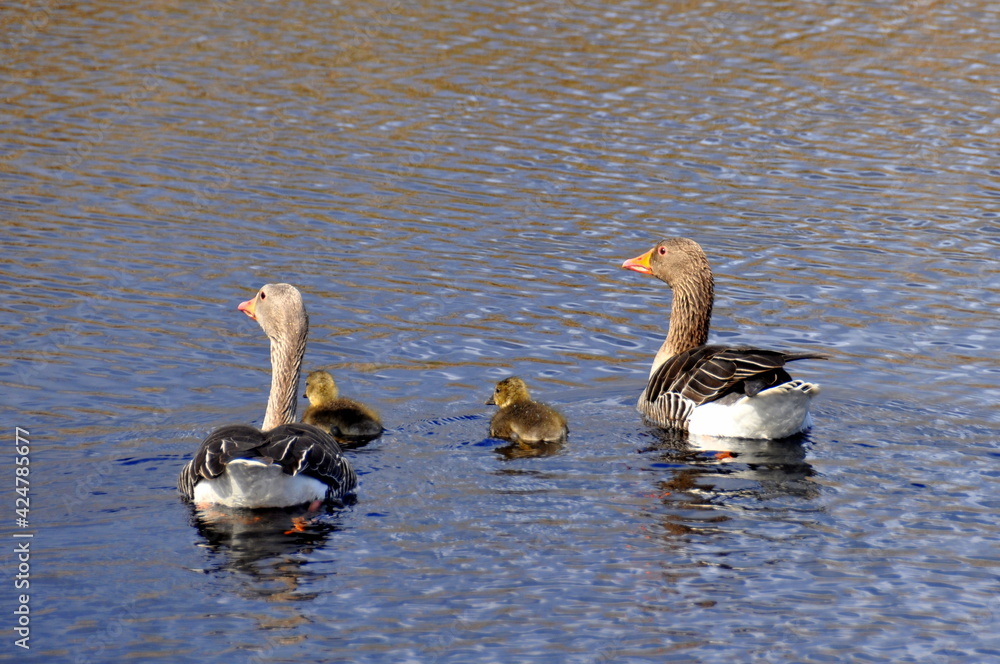 Fototapeta premium Duck family