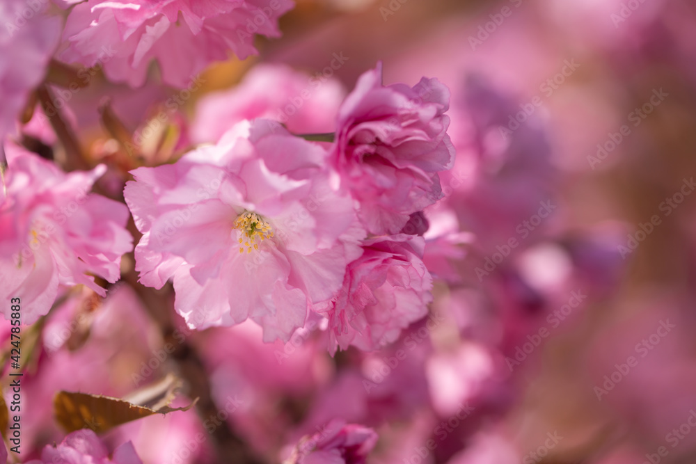 Pink spring flowers