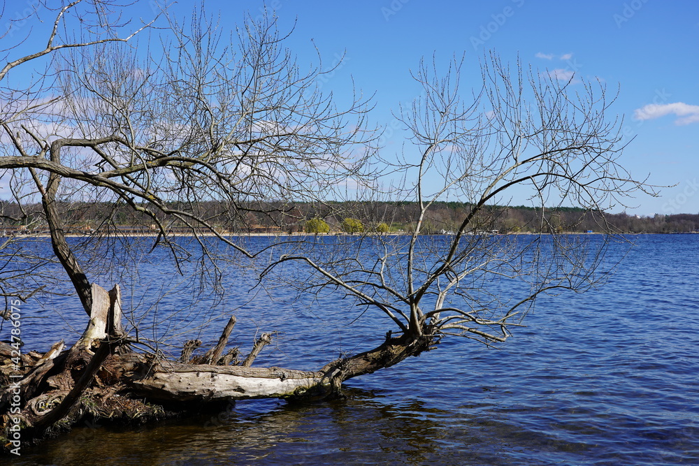 Sonnige, blaue Havellandschaft im Frühling mit Baum, der im Wasser liegt Sonnige, blaue Havellandschaft im Frühling mit Baum, der im Wasser liegt