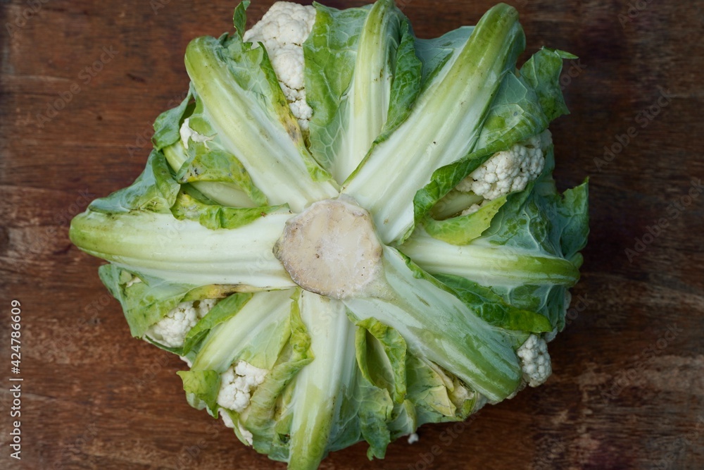 Cauliflower on a wooden table. Healthy vegetable of raw cauliflower vegan food kept for cooking in wooden table. Cauliflower on a wooden table. Healthy vegetable of raw cauliflower vegan food kept for cooking in wooden table.