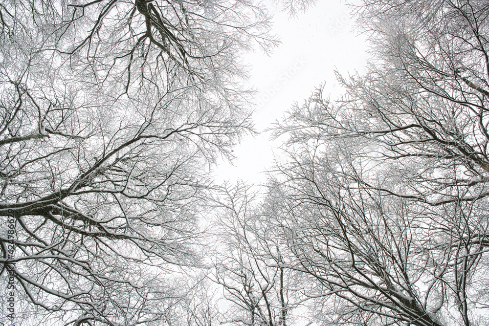 Treetops in beech forest streching towards the sky in winter time