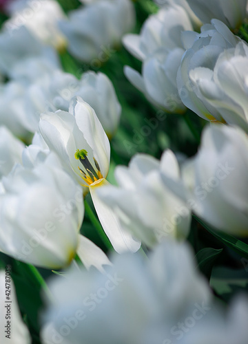 Colorful tulip field with purple and white tulips in sunshine