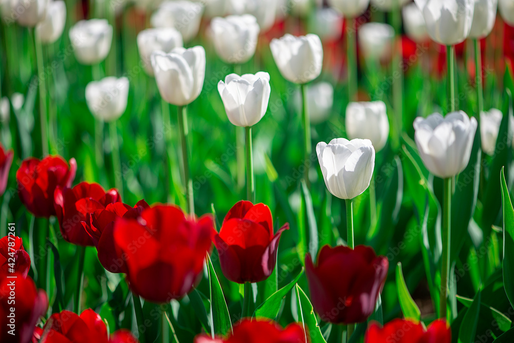 Fototapeta premium Colorful tulip field with red and white tulips in sunshine