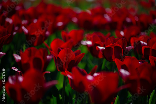 Red color tulip field in sunshine,full frame