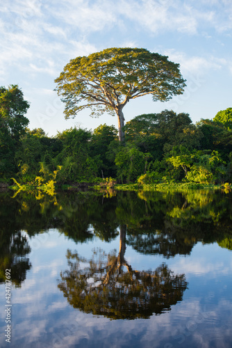 A big tropical tree amidst the lush  Amazonian rainforest at the Guaporé - Itenez riverbank, Ricardo Franco, Vale do Guaporé Indigenous Land, Rondônia, Brazil