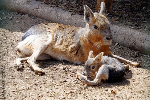 Patagonian mara with its baby animal laying in the sun. A hare-like herbivorous rodent, in Latin called dolichotus patagonum, with its young,  in the springtime.