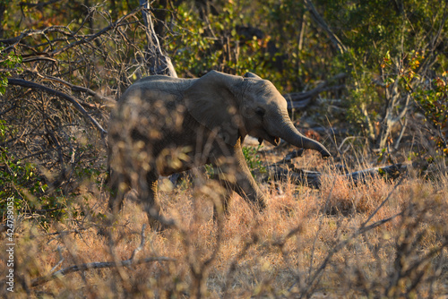 A playful young African elephant during sunrise, Kruger National Park, South Africa