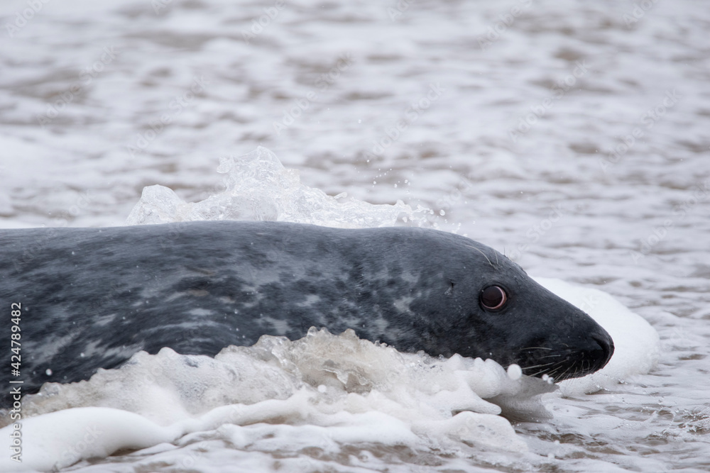 Obraz premium Grey seals on the beach at Horsey Gap in Norfolk