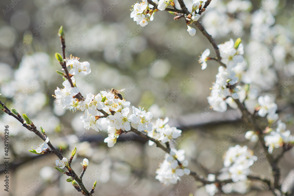 Blooming tree branches with bee, honey production and spring concept Blooming tree branches with bee, honey production and spring concept