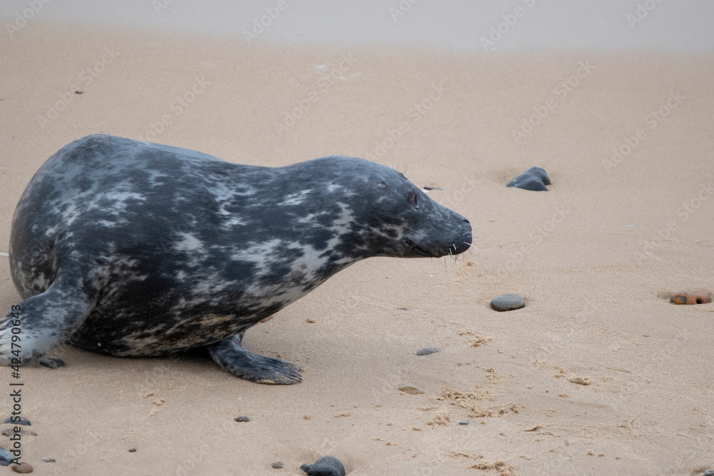 Obraz premium Grey seals on the beach at Horsey Gap in Norfolk