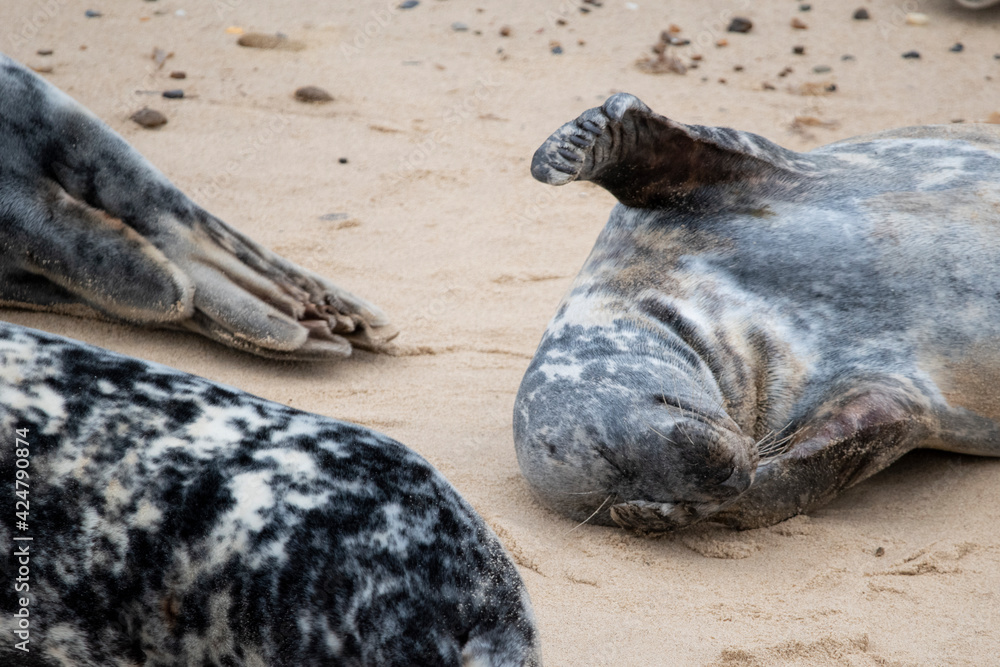 Obraz premium Grey seals on the beach at Horsey Gap in Norfolk