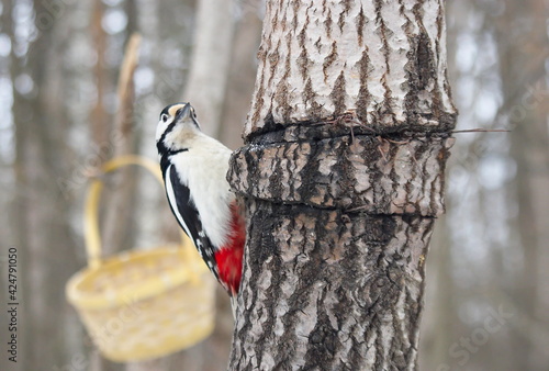 A large spotted woodpecker near the basket. 