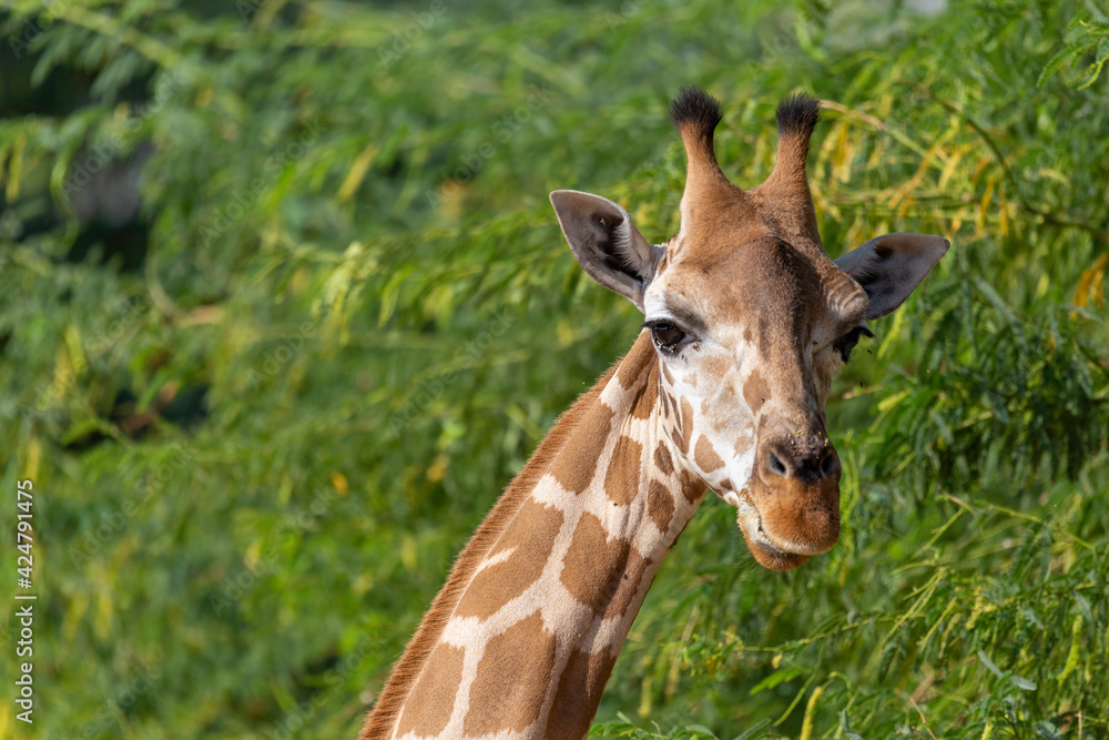 Obraz premium giraffe in jungle 