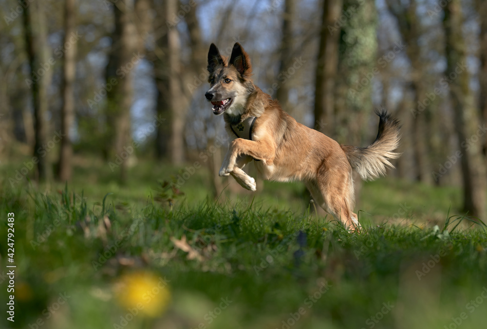 Dog jumping in the grass