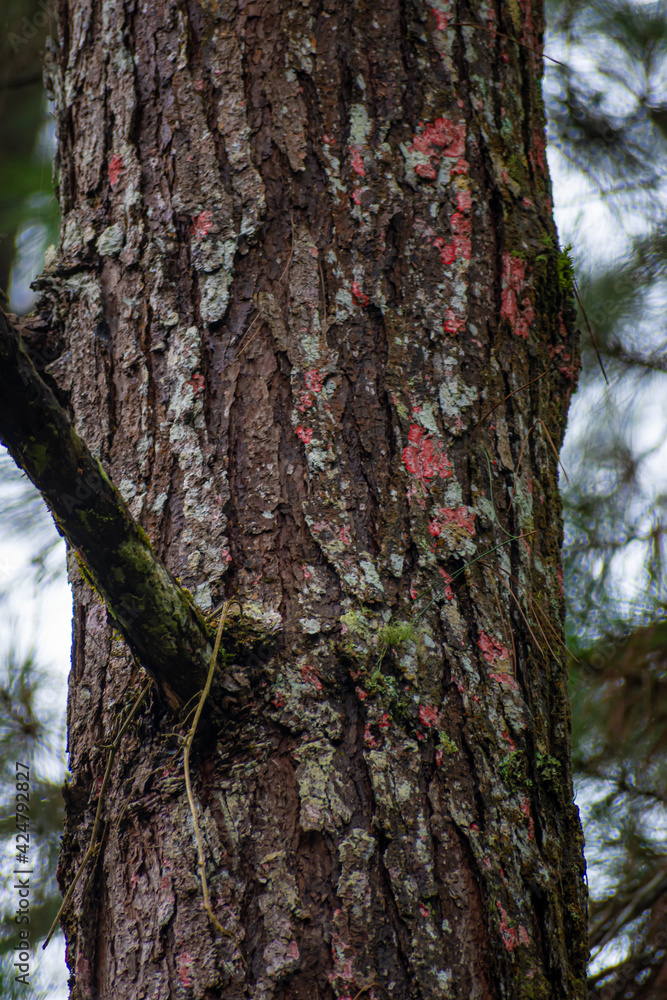 Fototapeta premium red mushroom in the tree
