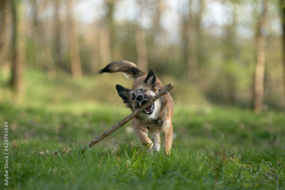 Dog playing with a stick in the grass