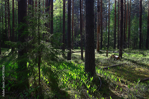 spring forest landscape  abstract fresh  seasonal nature view  green trees sun rays morning