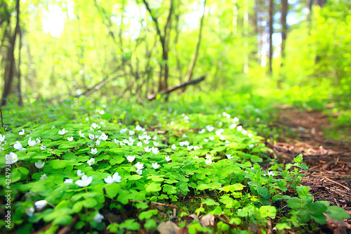 oxalis blooms in the forest, landscape in the spring forest, seasonal first flowers