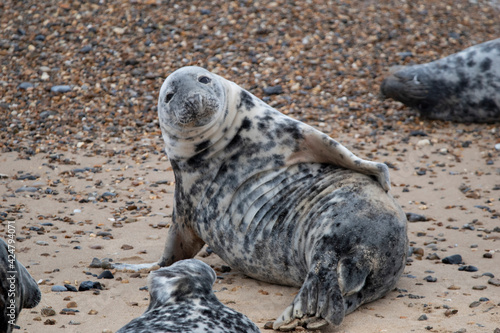 Grey seals on the beach at Horsey Gap in Norfolk