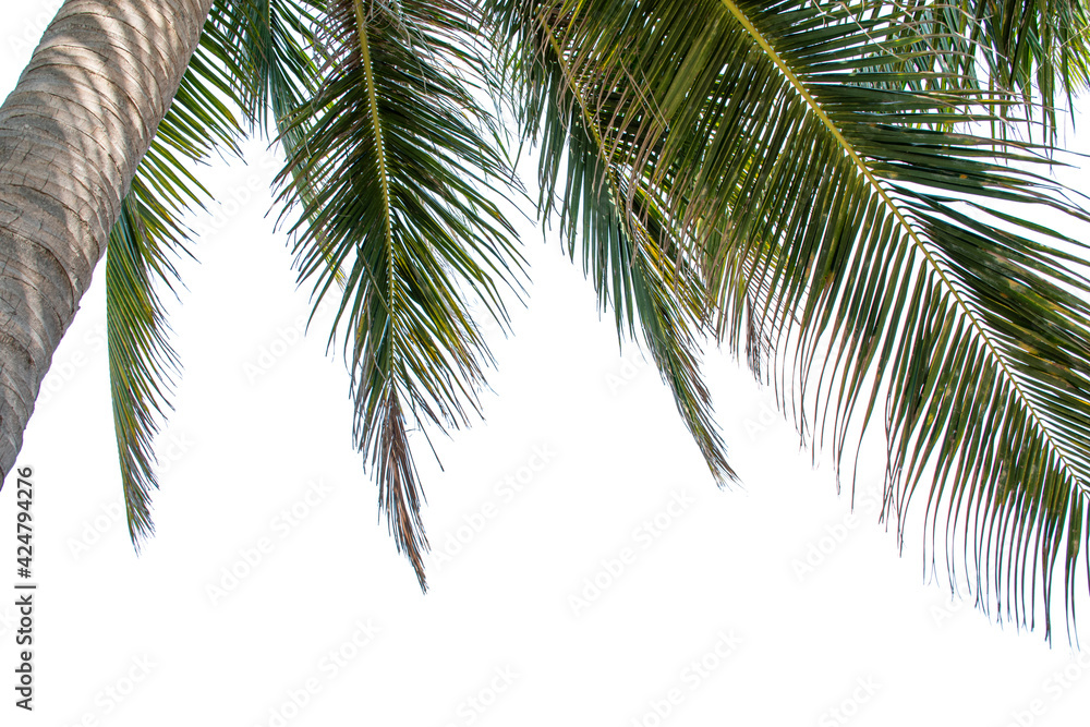 Coconut leaf isolated on white background with clipping path