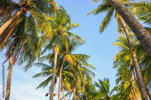 Palm trees near the sea on beautiful tropical beach
