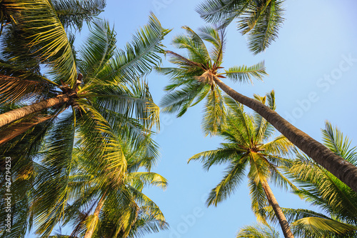 Fototapeta Naklejka Na Ścianę i Meble -  Palm trees near the sea on beautiful tropical beach