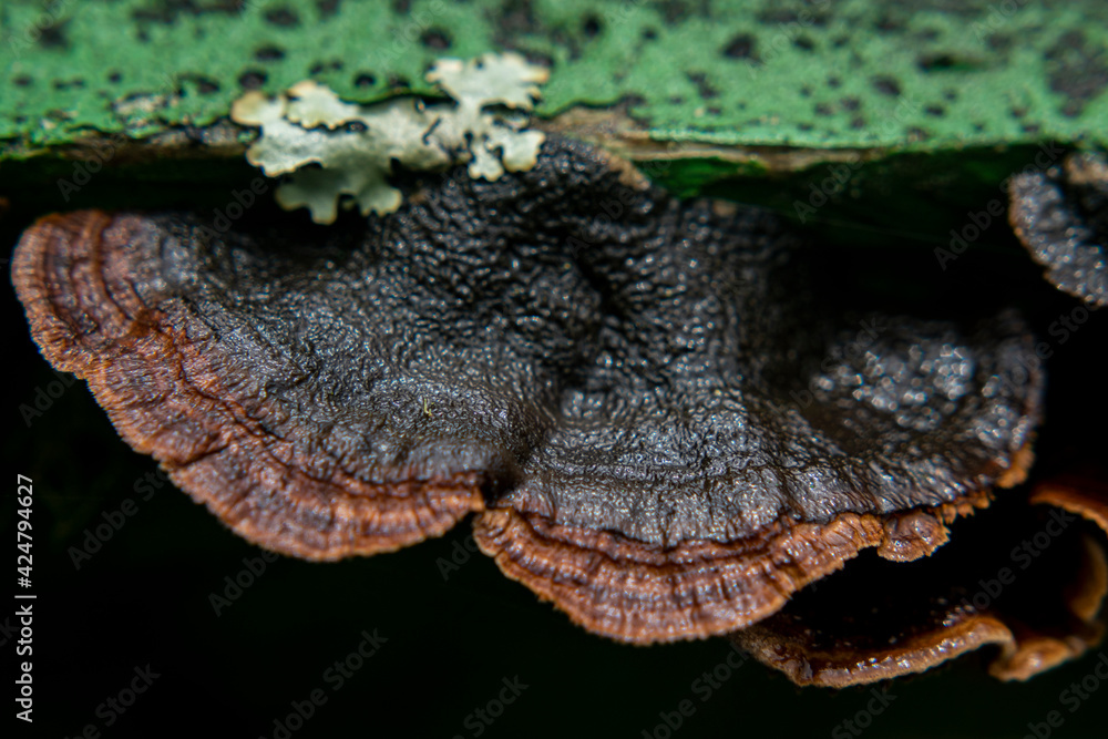 fan mushroom fan mushroom