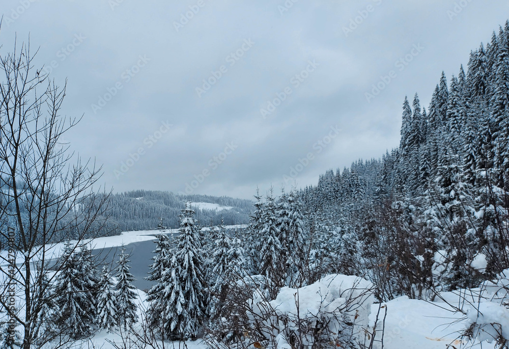 Obraz premium Beautiful natural winter landscape, stunning mountain views.The concept of tourism.Idyllic view of spruces covered in snow.
